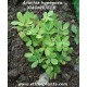 arachis hypogaea pflanze