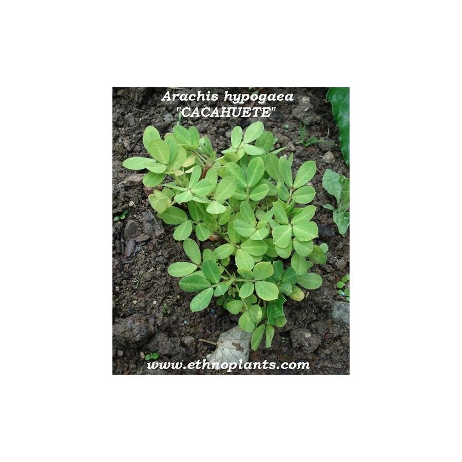 25 Graines De Cacahuète à Semer (Arachis Hypogaea 'Garoy') - Légumineuse Originale Pour Potager Ou Culture En Pot