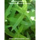 mentha longifolia horsemint