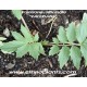 valeriana officinalis planta