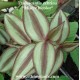 tradescantia zebrina plant