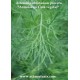artemisia abrotanum procera pflanze