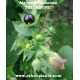 atropa-belladonna