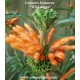 leonotis leonorus pflanze
