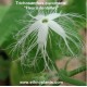 trichosanthes cucumerina