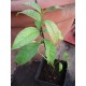 Ilex guayusa live plant
