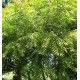 niembaum-azadirachta-indica