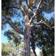 eucalyptus-citron