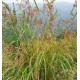 zitronengrass-cymbopogon