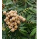 dimocarpus-longan