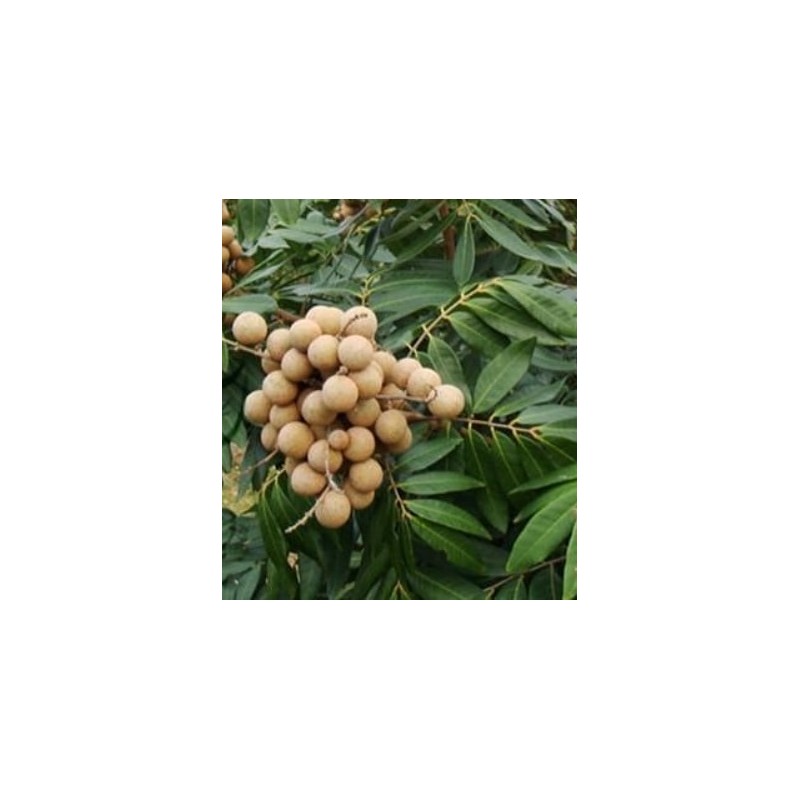 TENGGO Egrow 4pcs/Bolsa Longan Semillas Live DragonS Eye Exótico Longan Dimocarpus Sweet Tropical Fruit Tree Semillas 