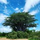 baobab-arbol