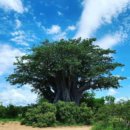 baobab-arbre