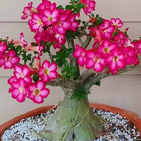 Desert Rose Adenium Seeds Obesum Fleur Vivace Maison Jardin 2 Pcs 