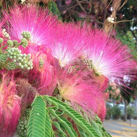 Albizia Julibrissin Mimosa Bonsai Persian Pink Silk Tree 10 seeds Rare 