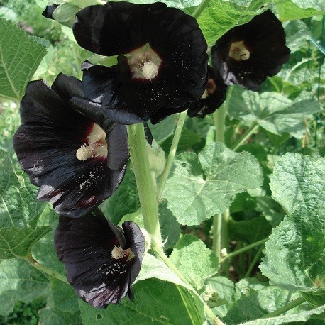 Malva flores Negra semillas de Alcea nigra para comprar
