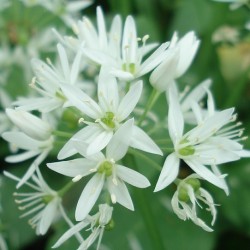 Allium ursinum BÄRLAUCH (25 samen)