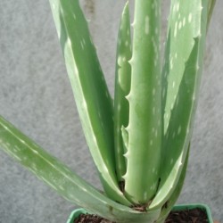 Aloe barbadensis ALOE VERA (10 semillas)