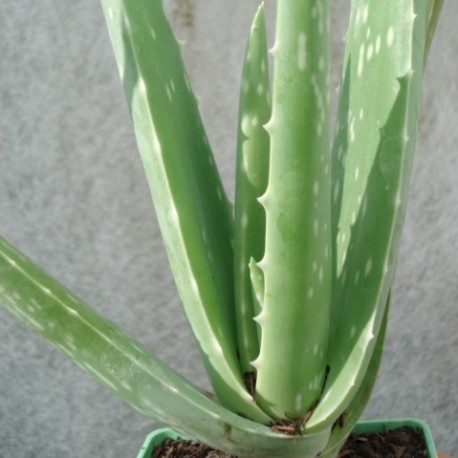 Echte Aloe Vera bardensis miller 5 Samen 