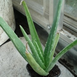 Aloe vera ECHTE ALOE (pflanze)