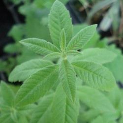 Aloysia / Lippia citriodora ZITRONENVERBENE (pflanze)