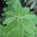 Aloysia / Lippia citriodora ZITRONENVERBENE (pflanze)