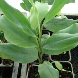 Alpinia zerumbet SHELL GINGER (plant)