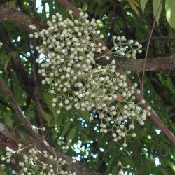 Anamirta cocculus FISH BERRY / LEVANT NUT (6 seeds)