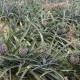 pineapple-seeds
