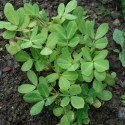Arachis hypogaea ERDNUSS (pflanze)
