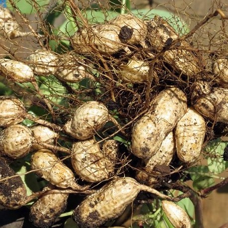 Cacahuètes (Arachis hypogaea) Graines à planter - Alsagarden