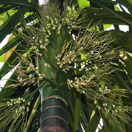 betel-palm