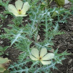 Argemone mexicana MEXICAN POPPY (25 seeds)