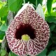 dutchmans-pipe-seeds