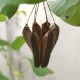 aristolochia-elegans-seeds