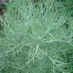 Artemisia abrotanum procera ABROTANO MACHO (planta)