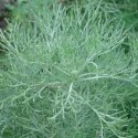 Artemisia abrotanum procera EBERRAUTE / COLA STRAUCH (pflanze)