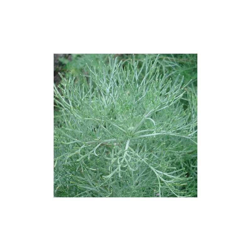 Colastrauch Eberraute Artemisia Abrotanum Pflanze Kaufen