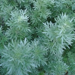 Artemisia absinthium WORMWOOD (100 seeds)