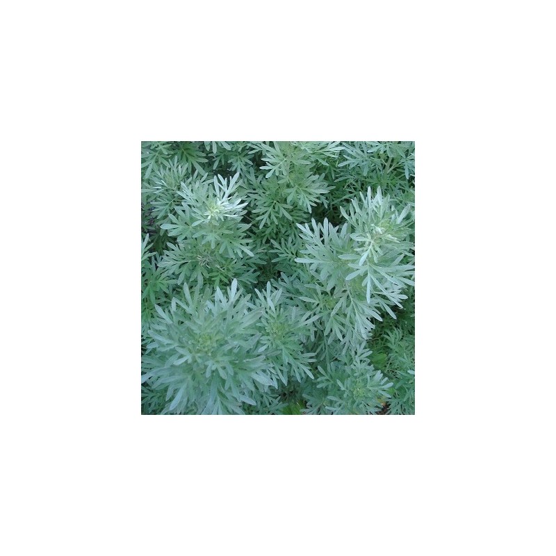 Absinth Artemisia Wermutkraut Echter Wermut 10.000 Samen 