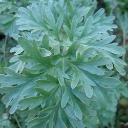 Artemisia absinthium WORMWOOD (plant)