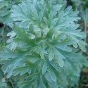 Artemisia absinthium WERMUT (pflanze)