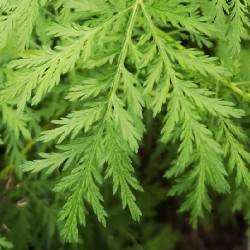 Artemisia annua AJENJO CHINO DULCE (planta)