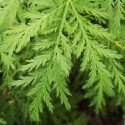 Artemisia annua EINJÄHRIGE BEIFUSS (pflanze)