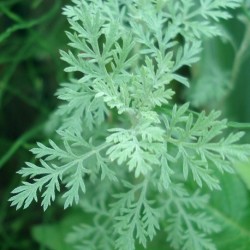 Artemisia pontica ROMISCHER WERMUT (pflanze)