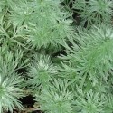 Artemisia umbelliformis ALPS WORMWOOD / GENIPI (30 seeds)