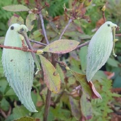common-milkweed