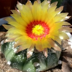 cactus-oursin
