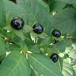 Atropa belladonna DEADLY NIGHTSHADE / DEVIL'S BERRIES (20 seeds)