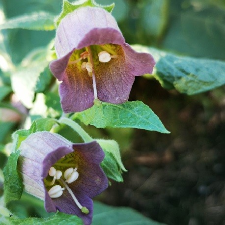 Schwarze Tollkirsche Atropa Belladonna Pflanze Kaufen